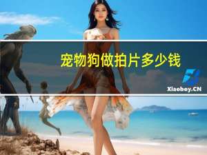 宠物狗做拍片多少钱
