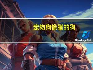 宠物狗像猪的狗