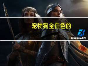 宠物狗全白色的