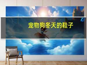 宠物狗冬天的鞋子