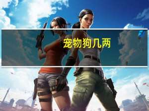宠物狗几两