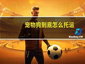 宠物狗到底怎么托运