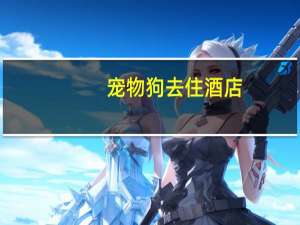 宠物狗去住酒店