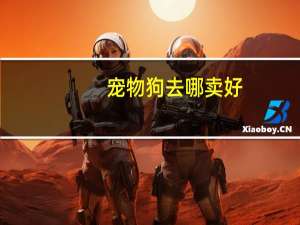 宠物狗去哪卖好