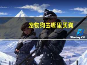宠物狗去哪里买狗