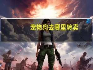 宠物狗去哪里转卖