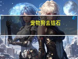 宠物狗去结石
