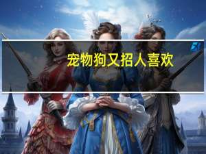 宠物狗又招人喜欢