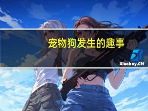 宠物狗发生的趣事