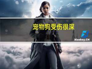 宠物狗受伤很深