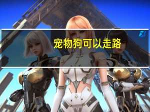 宠物狗可以走路