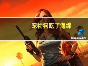 宠物狗吃了海绵