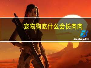 宠物狗吃什么会长肉肉