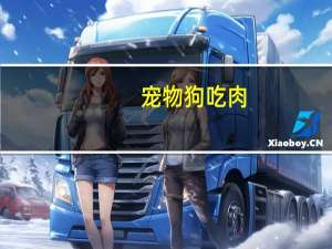 宠物狗吃肉