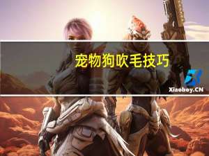 宠物狗吹毛技巧