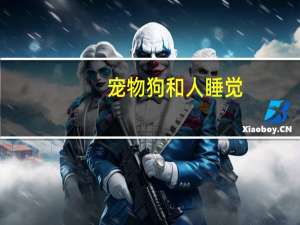 宠物狗和人睡觉