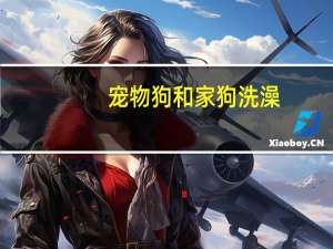 宠物狗和家狗洗澡
