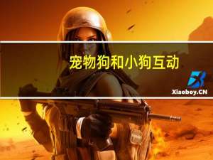 宠物狗和小狗互动