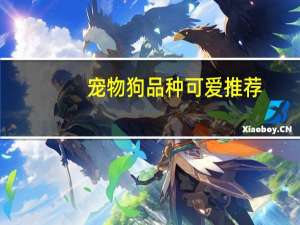 宠物狗品种可爱推荐