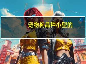 宠物狗品种小型的
