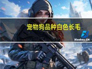 宠物狗品种白色长毛
