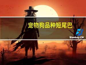 宠物狗品种短尾巴