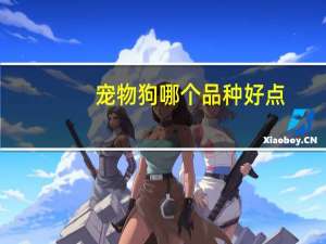 宠物狗哪个品种好点