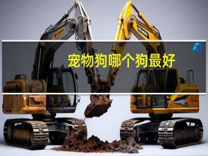 宠物狗哪个狗最好