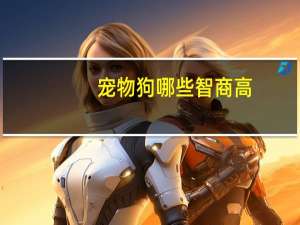 宠物狗哪些智商高