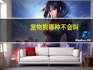 宠物狗哪种不会叫