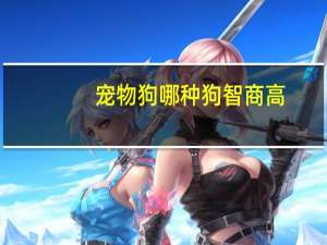 宠物狗哪种狗智商高