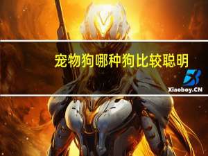 宠物狗哪种狗比较聪明