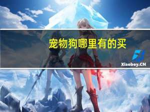 宠物狗哪里有的买