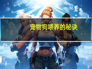 宠物狗喂养的秘诀