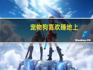 宠物狗喜欢睡地上