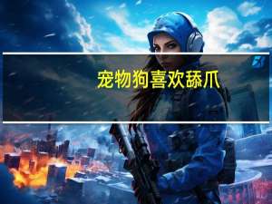 宠物狗喜欢舔爪