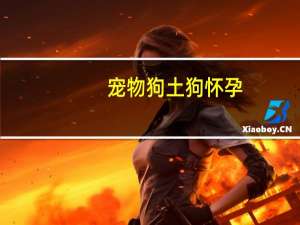 宠物狗土狗怀孕