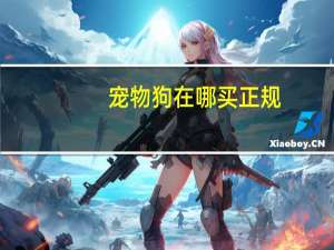 宠物狗在哪买正规