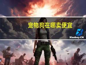 宠物狗在哪卖便宜