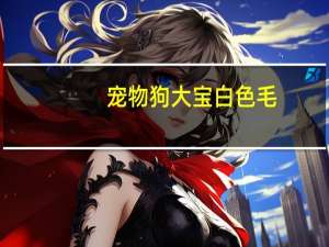 宠物狗大宝白色毛