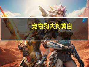 宠物狗大狗黄白