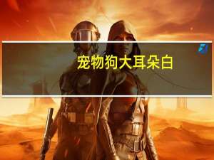 宠物狗大耳朵白