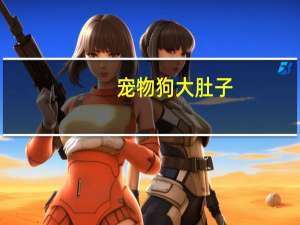 宠物狗大肚子