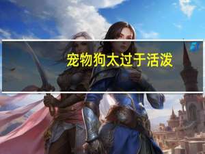 宠物狗太过于活泼