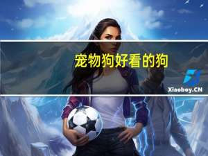 宠物狗好看的狗