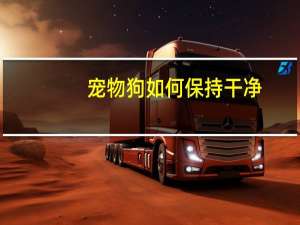 宠物狗如何保持干净