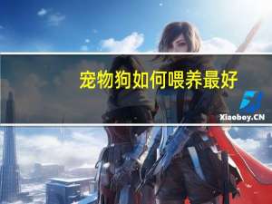 宠物狗如何喂养最好