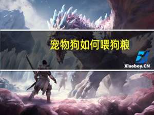 宠物狗如何喂狗粮