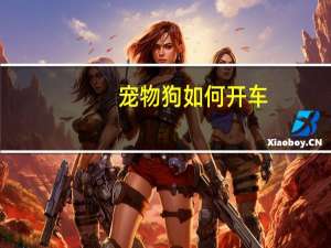 宠物狗如何开车