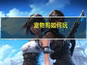 宠物狗如何玩